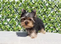 Teacup Yorkie Puppy Boy, a male Yorkshire Terrier for sale in Los Angeles, CA – Photo 3 of 5