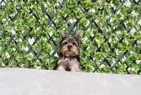 Teacup Yorkie Puppy Boy, a male Yorkshire Terrier for sale in Los Angeles, CA – Photo 4 of 5