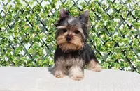 Teacup Yorkie Puppy Boy, a male Yorkshire Terrier for sale in Los Angeles, CA – Photo 5 of 5