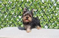 Teacup Yorkie Puppy Boy, a male Yorkshire Terrier for sale in Los Angeles, CA – Photo 2 of 5
