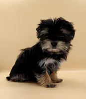 Toy Yorkie Puppy Boy (Nitro), a male Yorkshire Terrier for sale in Los Angeles, CA – 4 of 10