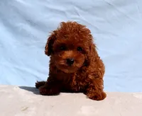 AKC Red Toy Poodle Puppy Boy (Milo), a male Poodle - Toy  for sale in Los Angeles, CA – 2 of 5
