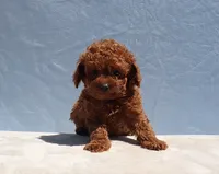 AKC Red Toy Poodle Puppy Boy (Zero), a male Poodle - Toy  for sale in Los Angeles, CA – 4 of 9
