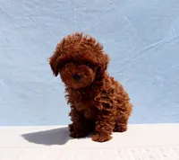 AKC Red Toy Poodle Puppy Girl (Peach), a female Poodle - Toy  for sale in Los Angeles, CA – 3 of 5