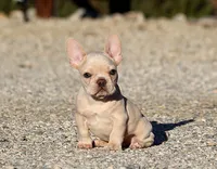 AKC Cream French Bulldog Puppy Boy, a male French Bulldog for sale in Los Angeles, CA – 10 of 10