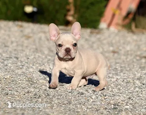 AKC Cream French Bulldog Puppy Boy, a male French Bulldog for sale in Los Angeles, CA – 1 of 10
