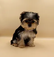 Toy Yorkie Puppy Girl (Bella), a female Yorkshire Terrier for sale in Los Angeles, CA – 9 of 9