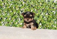 Teacup Yorkie Puppy Boy, a male Yorkshire Terrier for sale in Los Angeles, CA – Photo 4 of 5