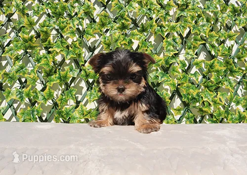 Teacup Yorkie Puppy Boy