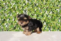 Teacup Yorkie Puppy Boy, a male Yorkshire Terrier for sale in Los Angeles, CA – Photo 3 of 5
