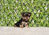 Teacup Yorkie Puppy Boy, a male Yorkshire Terrier for sale in Los Angeles, CA – Photo 2 of 5