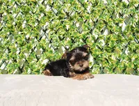 Teacup Yorkie Puppy Boy, a male Yorkshire Terrier for sale in Los Angeles, CA – Photo 5 of 5