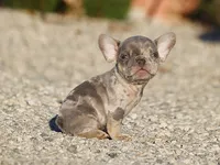 AKC Lilac Merle Tri French Bulldog Puppy Boy, a male French Bulldog for sale in Los Angeles, CA – 6 of 9