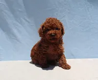 AKC Red Toy Poodle Puppy Girl (Tina), a female Poodle - Toy  for sale in Los Angeles, CA – 9 of 10