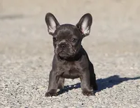 AKC Blue French Bulldog Puppy Girl, a female French Bulldog for sale in Los Angeles, CA – 2 of 6