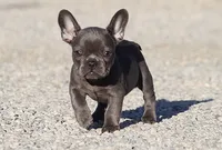 AKC Blue French Bulldog Puppy Girl, a female French Bulldog for sale in Los Angeles, CA – 4 of 6