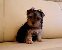 Toy Yorkie Puppy Girl (Echo), a female Yorkshire Terrier for sale in Los Angeles, CA – 4 of 5