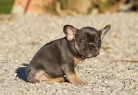 AKC Blue Tri French Bulldog Puppy Girl, a female French Bulldog for sale in Los Angeles, CA – 8 of 8