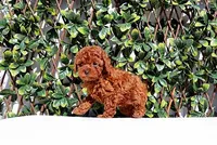 AKC Red Toy Poodle Boy (Harry), a male Poodle - Toy  for sale in Los Angeles, CA – Photo 4 of 5