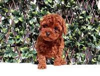 AKC Red Toy Poodle Boy (Harry), a male Poodle - Toy  for sale in Los Angeles, CA – Photo 1 of 5