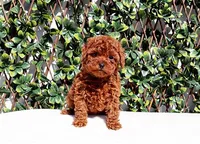 AKC Red Toy Poodle Boy (Harry), a male Poodle - Toy  for sale in Los Angeles, CA – Photo 2 of 5