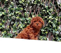 AKC Red Toy Poodle Boy (Harry), a male Poodle - Toy  for sale in Los Angeles, CA – Photo 5 of 5