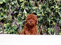 AKC Red Toy Poodle Boy (Harry), a male Poodle - Toy  for sale in Los Angeles, CA – Photo 3 of 5