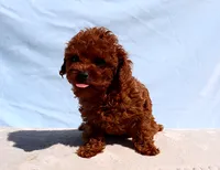 AKC Red Toy poodle Puppy Girl (Lady), a female Poodle - Toy  for sale in Los Angeles, CA – 3 of 5