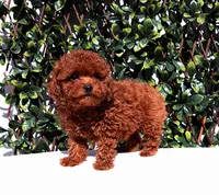 AKC Red Toy Poodle Puppy Girl (Ocean), a female Poodle - Toy  for sale in Los Angeles, CA – 5 of 5