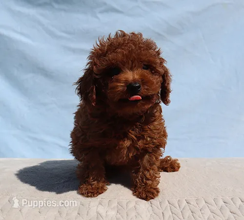 AKC Red Toy Poodle Puppy Boy (King) – Poodle - Toy  puppy for sale in Los Angeles, CA