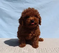 AKC Red Toy Poodle Puppy Boy (King), a male Poodle - Toy  for sale in Los Angeles, CA – 1 of 5