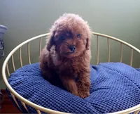AKC Red Toy poodle Puppy Girl (Yuki), a female Poodle - Toy  for sale in Los Angeles, CA – 4 of 5