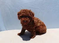 AKC Red Toy Poodle Puppy Boy (Yoshi), a male Poodle - Toy  for sale in Los Angeles, CA – 7 of 8
