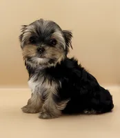 Toy Yorkie Puppy Girl (Rumi), a female Yorkshire Terrier for sale in Los Angeles, CA – 5 of 10