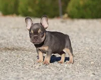 AKC Lilac Tri French Bulldog Puppy Boy, a male French Bulldog for sale in Los Angeles, CA – 4 of 9
