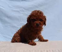 AKC Red Toy poodle Puppy Girl (Lady), a female Poodle - Toy  for sale in Los Angeles, CA – 4 of 5