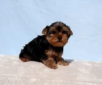 Toy Yorkie Puppy Boy (Reno), a male Yorkshire Terrier for sale in Los Angeles, CA – 4 of 10