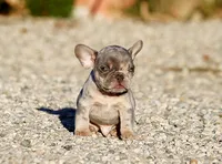 AKC Lilac Merle Tri French Bulldog Puppy Boy, a male French Bulldog for sale in Los Angeles, CA – 3 of 9