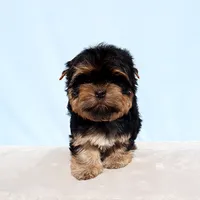 AKC Toy Yorkie Puppy Girl, a female Yorkshire Terrier for sale in Los Angeles, CA – Photo 3 of 5