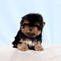 AKC Toy Yorkie Puppy Girl, a female Yorkshire Terrier for sale in Los Angeles, CA – Photo 5 of 5