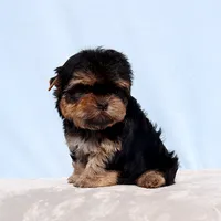 AKC Toy Yorkie Puppy Girl, a female Yorkshire Terrier for sale in Los Angeles, CA – Photo 2 of 5