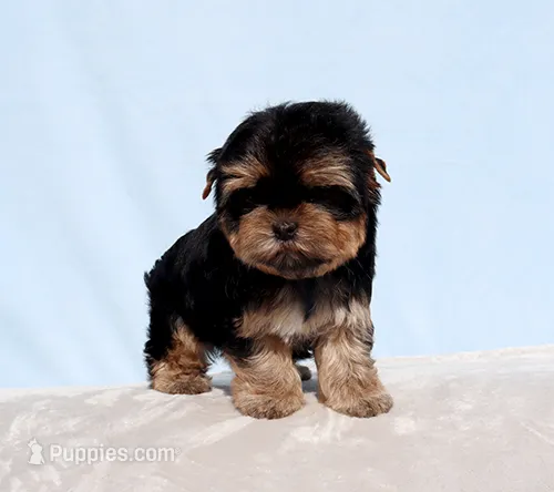 AKC Toy Yorkie Puppy Girl