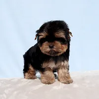 AKC Toy Yorkie Puppy Girl, a female Yorkshire Terrier for sale in Los Angeles, CA – Photo 1 of 5