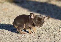 AKC Blue Tri French Bulldog Puppy Girl, a female French Bulldog for sale in Los Angeles, CA – 3 of 8
