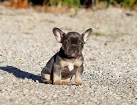 AKC Blue Tri French Bulldog Puppy Girl, a female French Bulldog for sale in Los Angeles, CA – 8 of 9