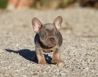 AKC Lilac Tri French Bulldog Puppy Boy, a male French Bulldog for sale in Los Angeles, CA – 6 of 10