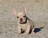 AKC Cream French Bulldog Puppy Boy, a male French Bulldog for sale in Los Angeles, CA – 9 of 10