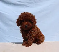 AKC Red Toy poodle Puppy Girl (Nelly), a female Poodle - Toy  for sale in Los Angeles, CA – 3 of 5