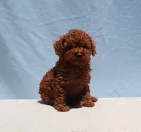 AKC Red Toy Poodle Puppy Girl (Tina), a female Poodle - Toy  for sale in Los Angeles, CA – 8 of 10