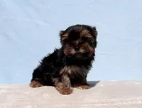 Toy Yorkie Puppy Boy (Pisco), a male Yorkshire Terrier for sale in Los Angeles, CA – 5 of 9